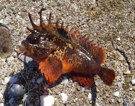知多半島で根魚釣り