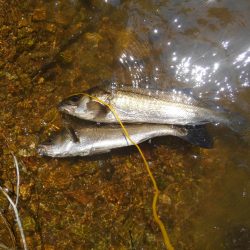 久しぶりのシーバス