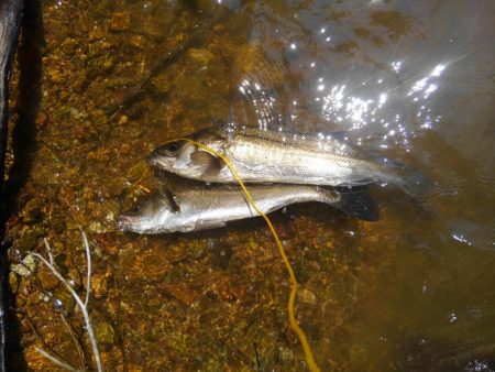 久しぶりのシーバス