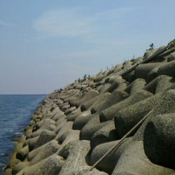 青物あきらめモード