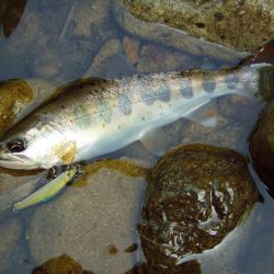 渓流ミノーイング