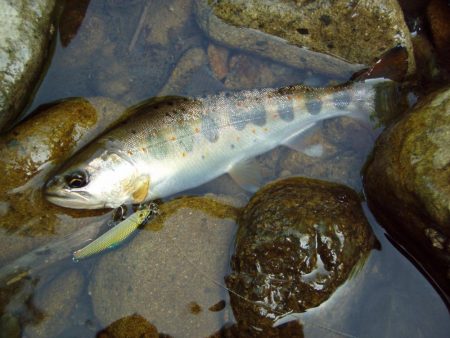 渓流ミノーイング
