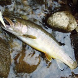 渓流ミノーイング イワナ!