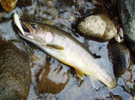 渓流ミノーイング イワナ!