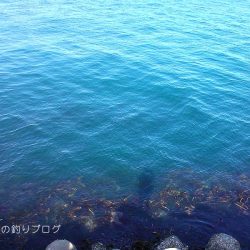 紀州釣りで1枚ゲット!