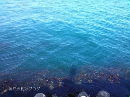 紀州釣りで1枚ゲット!