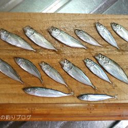 30分で豆アジ12匹！