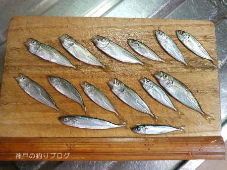30分で豆アジ12匹！