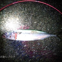 ウキ釣りで小さめ大サバ！