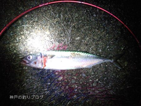 ウキ釣りで小さめ大サバ！
