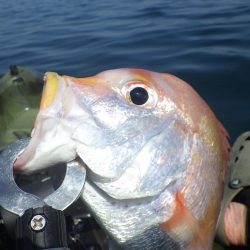 マイカヤック　レンコダイ