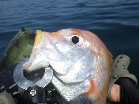 マイカヤック　レンコダイ