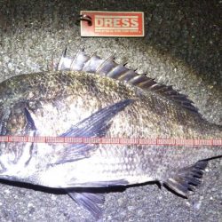 アオリイカ各地で釣れてます