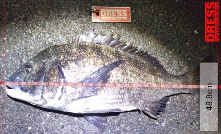 アオリイカ各地で釣れてます