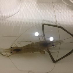 手長エビ