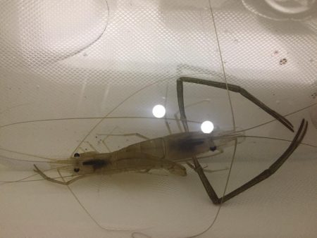 手長エビ