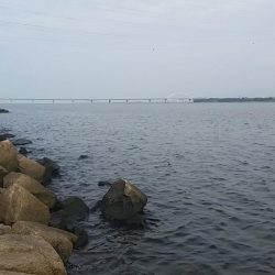 チニングでキビレGET！