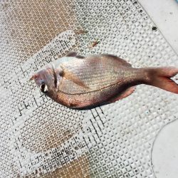 ボートフィッシング