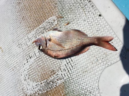 ボートフィッシング