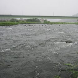 狩野川(狩野川漁業協同組合) 釣果