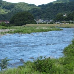 狩野川(狩野川漁業協同組合) 釣果