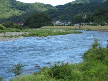 狩野川(狩野川漁業協同組合) 釣果