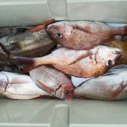 IDATEN(イダテン) 釣果