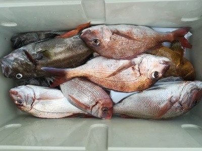 IDATEN(イダテン) 釣果