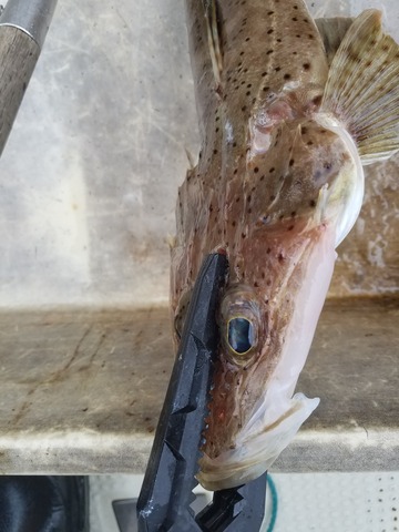 遊漁船　ニライカナイ 釣果