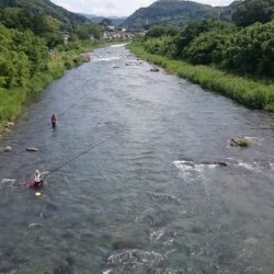 狩野川(狩野川漁業協同組合) 釣果
