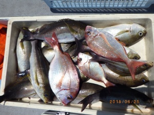 石川丸 釣果