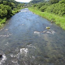 狩野川(狩野川漁業協同組合) 釣果