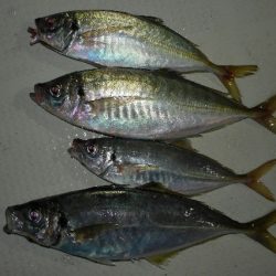 TOPGUN名古屋 釣果