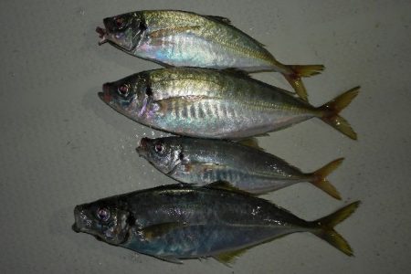 TOPGUN名古屋 釣果