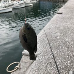 愛媛県 グレのエサ釣りレポート【飛利浦氏連載 vol.1】