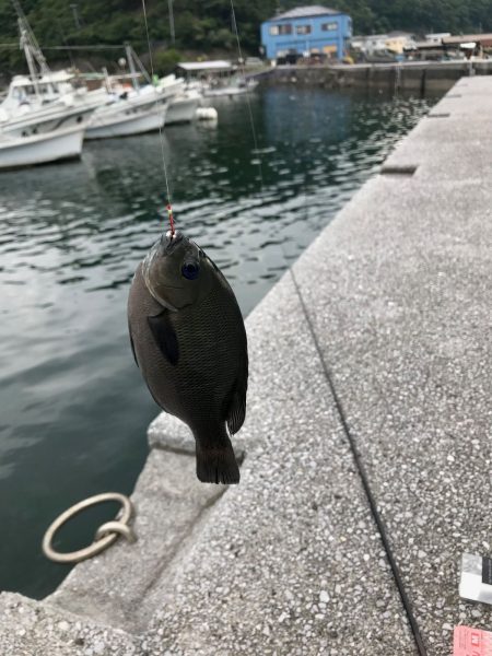 愛媛県 グレのエサ釣りレポート【飛利浦氏連載 vol.1】