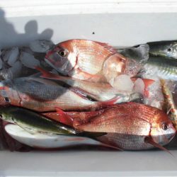 大進丸(新潟) 釣果