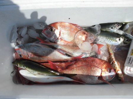 大進丸(新潟) 釣果