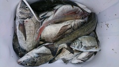 まこと渡船 釣果