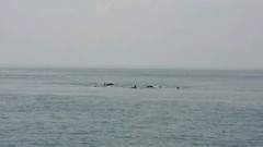 まこと渡船 釣果