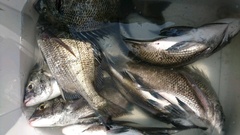 まこと渡船 釣果