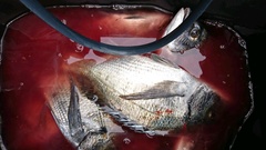 まこと渡船 釣果