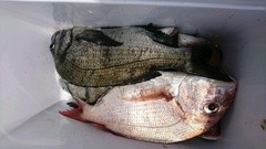 まこと渡船 釣果