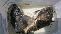 まこと渡船 釣果