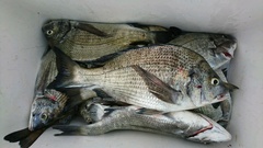 まこと渡船 釣果