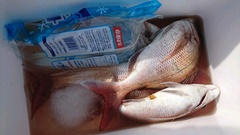 まこと渡船 釣果