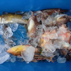 大進丸（新潟） 釣果