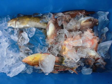 大進丸（新潟） 釣果