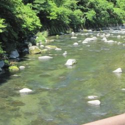 狩野川(狩野川漁業協同組合) 釣果