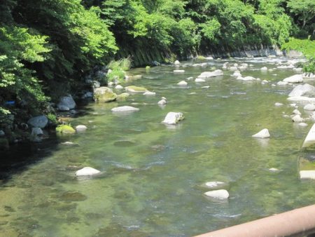 狩野川(狩野川漁業協同組合) 釣果